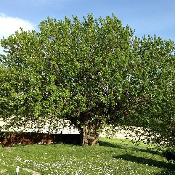 Casa Dei Sogni D'Oro Appartement San Pietro  Buitenkant foto